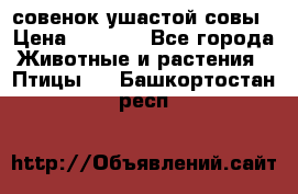 совенок ушастой совы › Цена ­ 5 000 - Все города Животные и растения » Птицы   . Башкортостан респ.